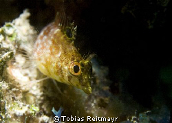 Diamond Blenny, Blue Bayou, Utila. Canon EOS 350d, 18-55m... by Tobias Reitmayr 